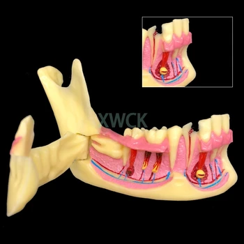  1buc Dentare Mandibulare Dinți Demonstrație Anatomice Pentru Pacient Studia Modelul de Predare