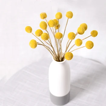  20buc Naturale uscate Craspedia buchete de flori balonul de Aur buchete de flori