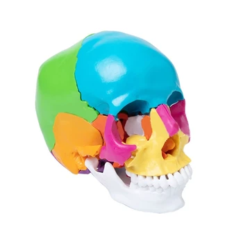  Colorate Craniu Uman Anatomice Model,3 Piese Umană Anatomie Scheletul Model